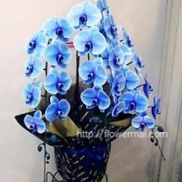 青い胡蝶蘭　フラワーアレンジ　ご贈答の花